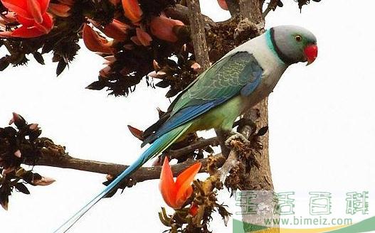 紫红头鹦鹉应该如何饲养？