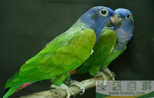 鳞头鹦鹉是怎样的？鳞头鹦鹉的产地