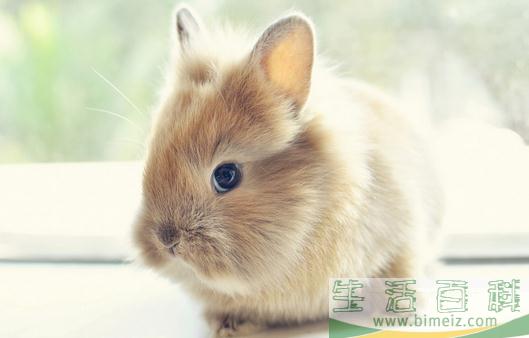 狮子兔的简介-狮子兔是什么样的？