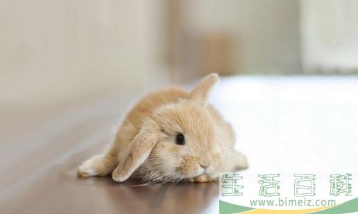迷你兔的价格-纯种迷你兔多少钱？