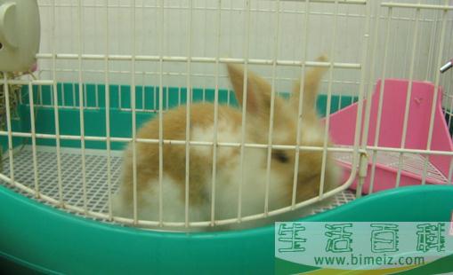 银狐兔的简介 银狐兔是怎样的？