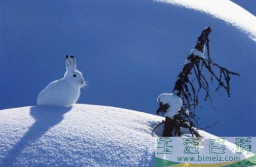 雪兔的形态特征和生活习性