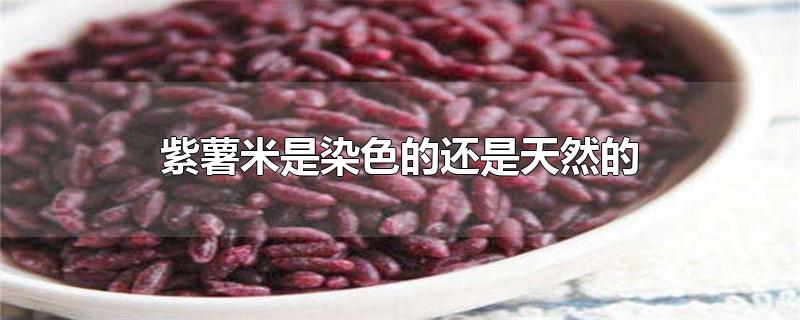紫薯米是染色的还是天然的