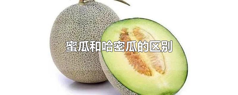 蜜瓜和哈密瓜的区别